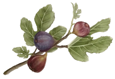 events.celestefarms.com